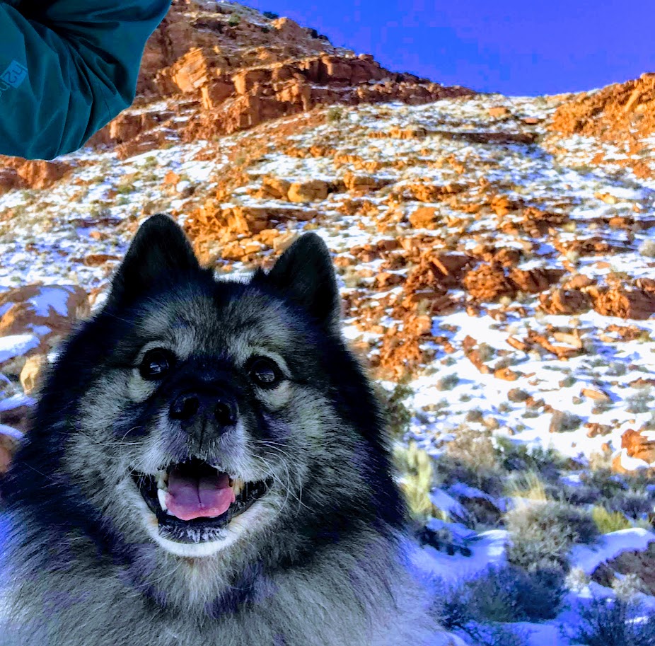 A keeshond with red rocks covered in snow 