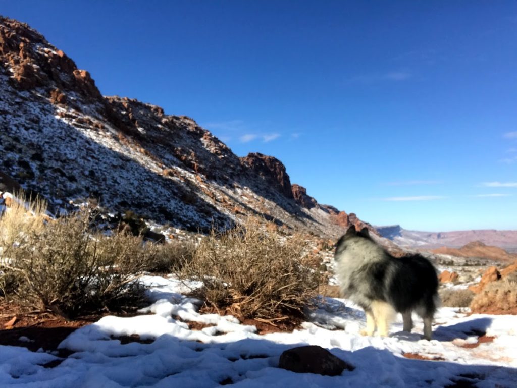 A keeshond dog on a trail in the snow with red rocks in the background