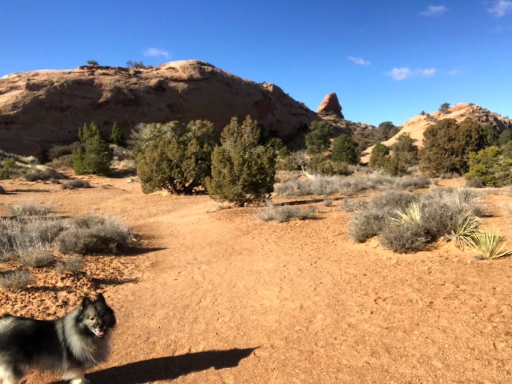 A dog walks along the sandy Pinyon Trail in Sand Flats Recreation Area